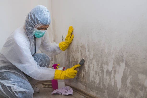 Best Mold Remediation for Specific Building Types in North Sea, NY